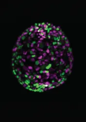 Image of a mouse pancreatic organoid, nuclei are labelled in green or purple dependent on cell proliferation status 